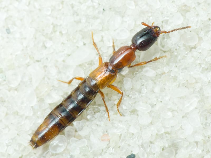 Xantholinus (Purrolinus) tricolor (Fabricius, 1787)